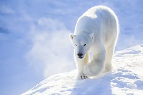 Visit Ranua Zoo in Lapland Ranua Zoo