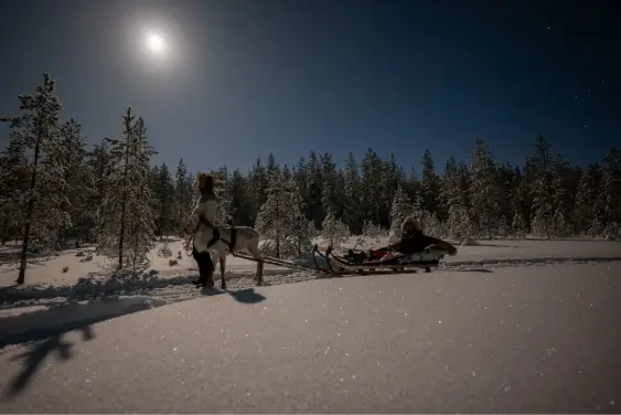 Reindeer sleigh ride at night under northern lights Night reindeer sleigh ride with northern lights